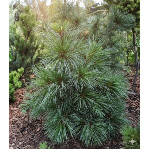 Кедр Корейский 20-40 см