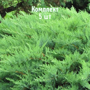 Комплект 5шт / Можжевельник казацкий Мас