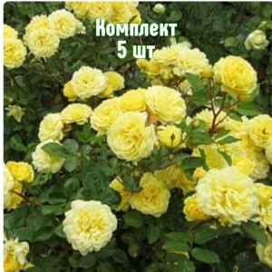 Комплект 5шт / Роза Анни Дюпрей (шраб)