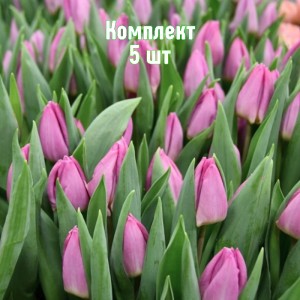 Комплект 5шт / Тюльпан Лайт Пинк Принц