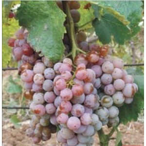 Виноград Гюляби дагестанский