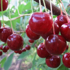 Вишня Песковацкая